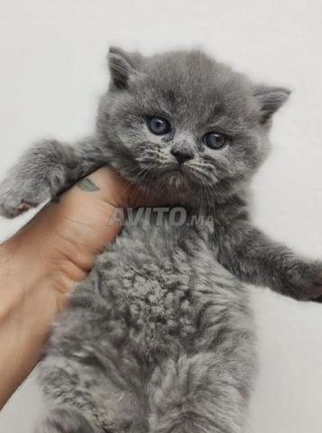 سكوتش فولد ستريت بريتيش