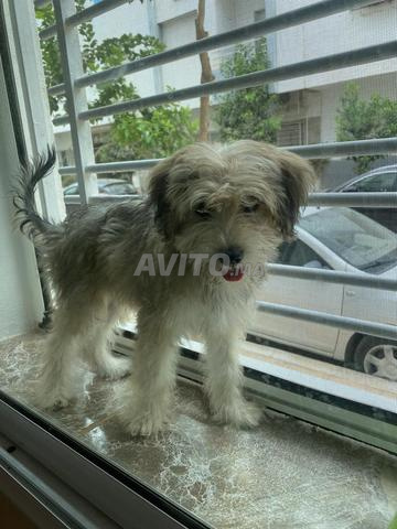Caniche à vendre - 2