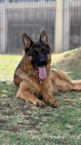 Magnifique Berger Allemand de 12 mois à vendre - 2