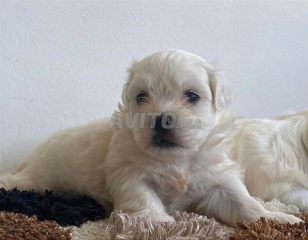 Chiots Bichon Maltais nain pure race - 2