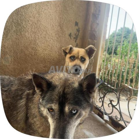 2 femelles husky à vendre - 2