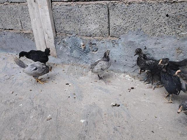 أزمور والمناطق المجاورة - 2
