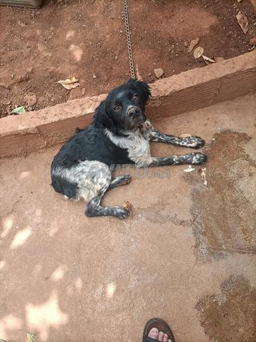 Chien de chasse - 2