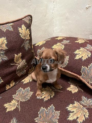 Le chien Cavalier - 2