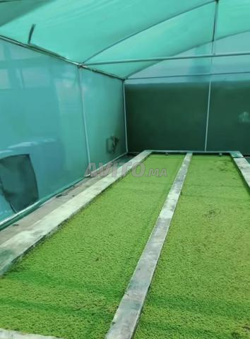 Azolla pour élevages bovins et volailles - 2