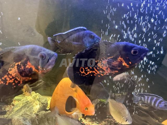 Aquarium Cichlid mélangé (Oscar, Lapin, Dollar....) - 2