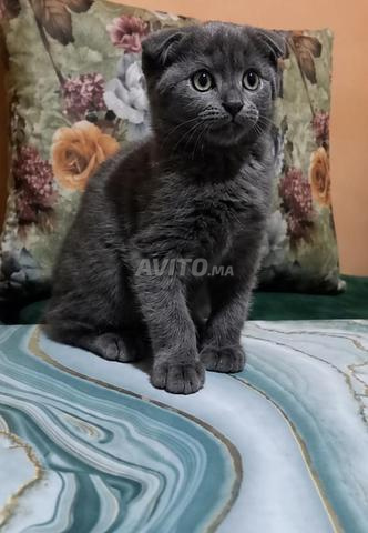 Magnifiques chatons Scottish Fold de couleur - 2