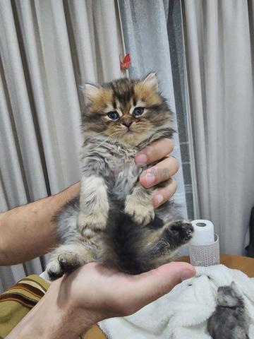 Chaton Scottish Fold et Straight - 2