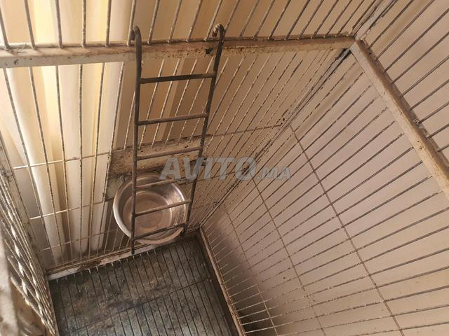 Cage pour oiseau - 2