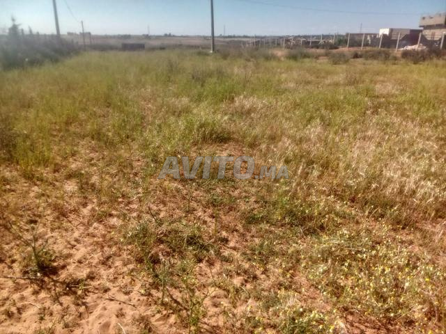 Terrain agricole exceptionnel à vendre - Sidi Abderezak (Khezazna) - 2