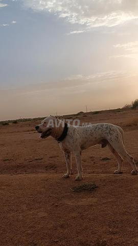 Chien argentin, mâle, 7 mois - 2
