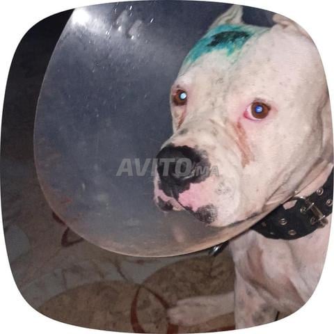 Chien argentin, mâle, 7 mois - 2