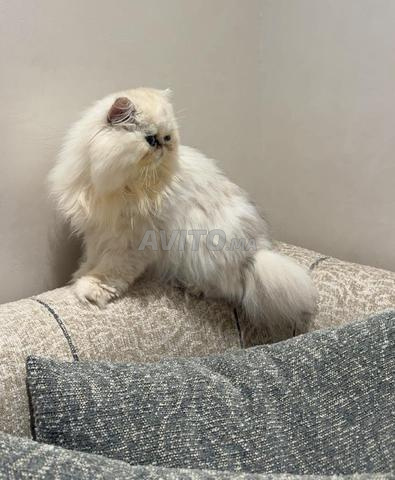 Chat persan chinchilla - 2