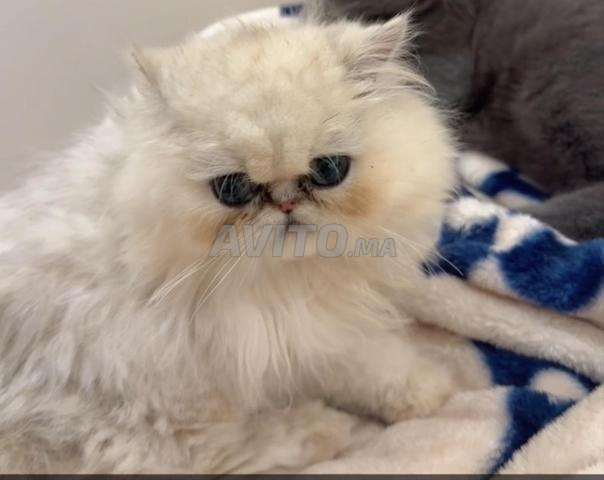 Chat persan - 2