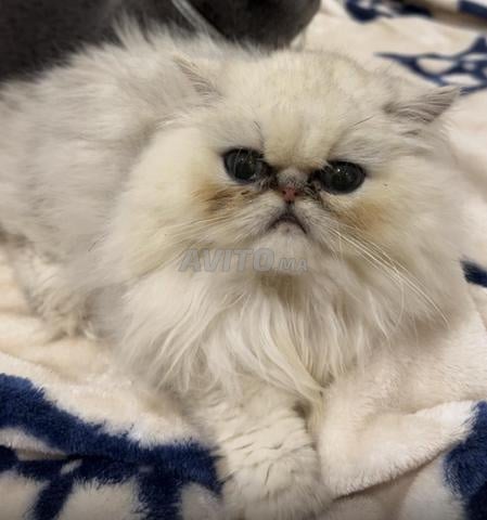 Chat persan