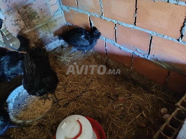 Oeufs fécondés poules cailles