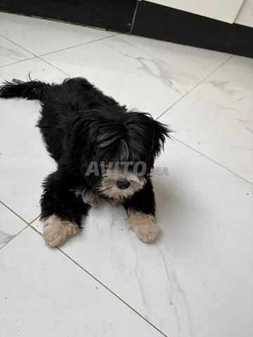 Bichon à vendre
