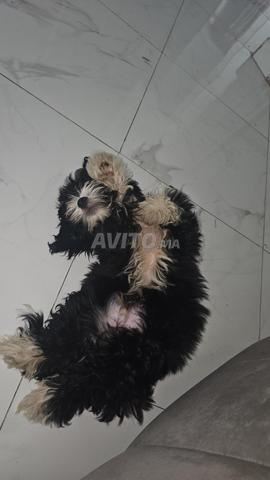 Bichon à vendre - 2