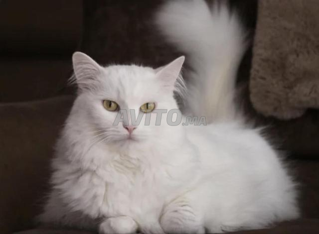Chat à adopter