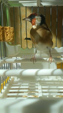 Chevreau d'un an avec sa cage - 2