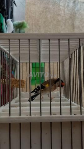 Jeder a un an avec sa cage - 2