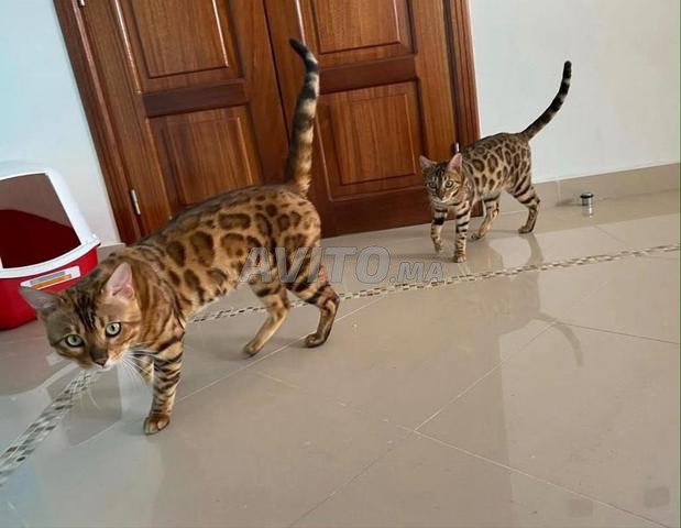 قطط بنغال رائعة متاحة 🐆