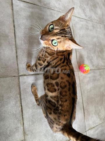 قطط بنغال رائعة متاحة 🐆