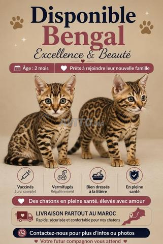قطط بنغال رائعة متاحة 🐆