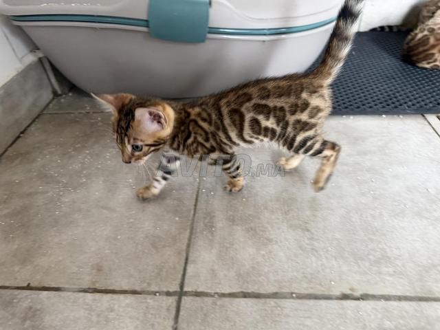 قطط بنغال رائعة متاحة 🐆