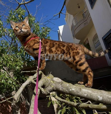 قطط بنغال رائعة متاحة 🐆
