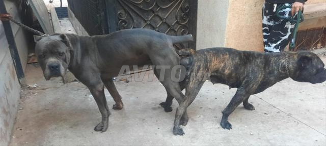 Chiots Cane Corso pure race - 2
