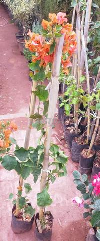 جمعة أغمات - 2