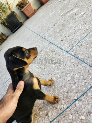 chiots pinscher male a vendre - 2