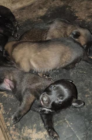 Chiens Malinois Charbonné à vendre - 2