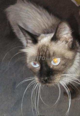 Chat de race siamoise