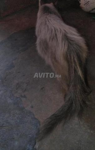 Chat de race siamoise - 2