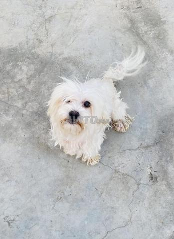 Mâle bichon, dressé et actif - 2