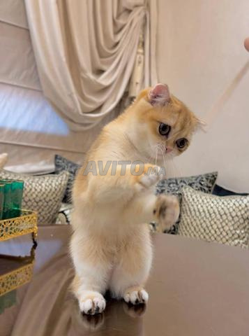أنثى سكوتش فولد - 2