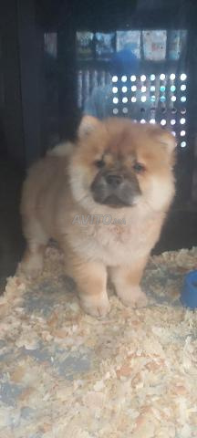 🐻✨ شاو شاو متوفر للبيع ✨🐻 - 2