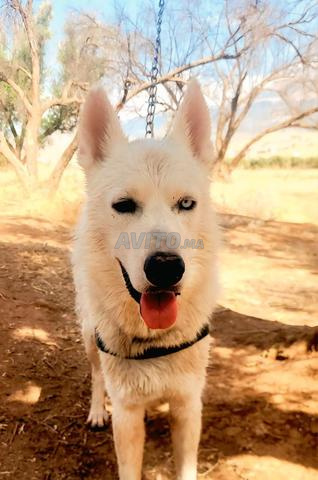 Chien Husky magnifique, dressé, ne mord pas, de Beni Mellal - 2