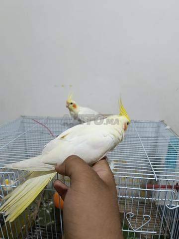 2 كوكاتيل ذكر وأنثى مع قفص مجاني - 2