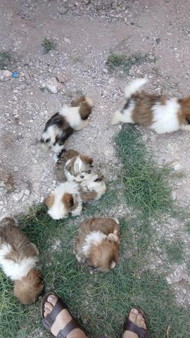 Magnifiques bébés Shih-Tzu mâles et femelles - 2
