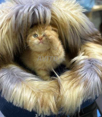 Scottish Fold Golden - 2