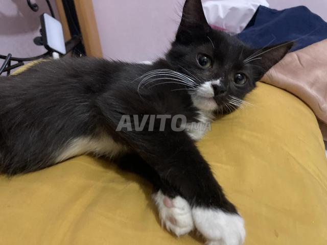 Magnifique chaton mâle à adopter (gratuit) - 2