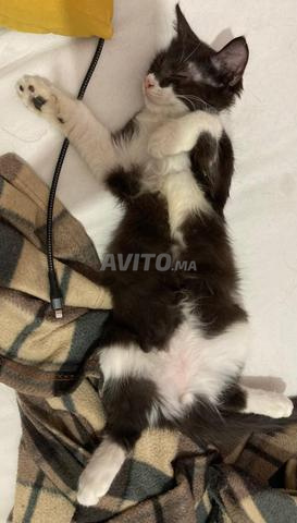 Très beau petit chat mâle à adopter (gratuit) - 2