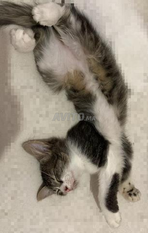 Adorable chaton mâle à adopter (gratuit) - 2