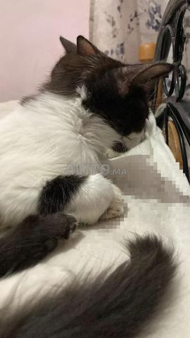 Très beau petit chat à adopter (gratuit) - 2