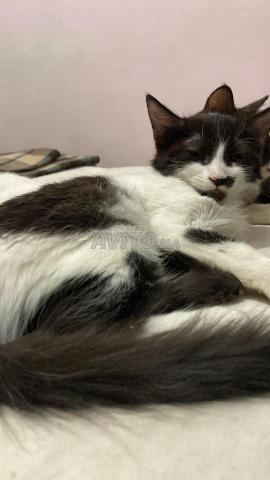 Très beau petit chat à adopter (gratuit)