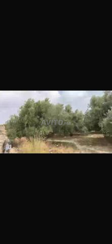 أرض فلاحية - 2