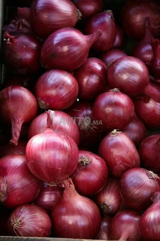 زريعة البصل الأحمر البلدي - 2